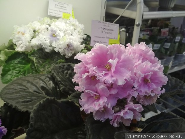 Даринка приглашает на выставку фиалок в Москве, часть вторая | Бэйбики Даринка приглашает на выставку фиалок в Москве, часть вторая