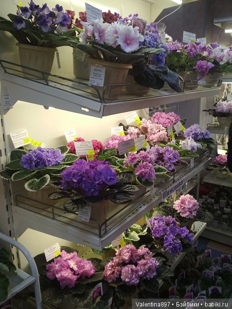 Даринка приглашает на выставку фиалок в Москве, часть вторая | Бэйбики Даринка приглашает на выставку фиалок в Москве, часть вторая (фото 10)