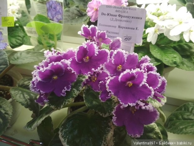 Даринка приглашает на выставку фиалок в Москве | Бэйбики Даринка приглашает на выставку фиалок в Москве