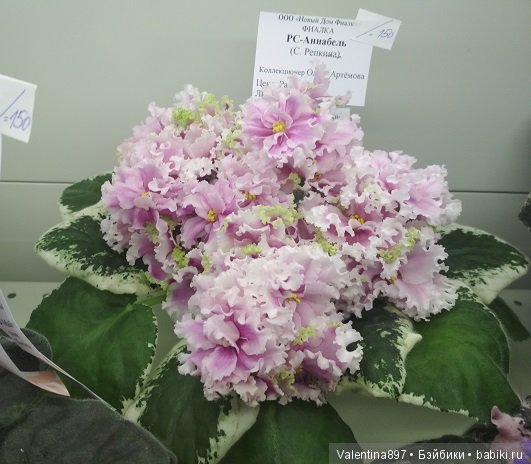 Даринка приглашает на выставку фиалок в Москве | Бэйбики Даринка приглашает на выставку фиалок в Москве