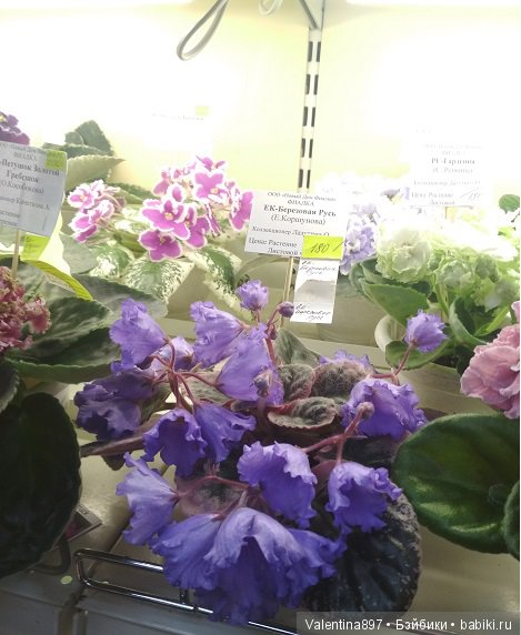 Даринка приглашает на выставку фиалок в Москве, часть вторая | Бэйбики Даринка приглашает на выставку фиалок в Москве, часть вторая