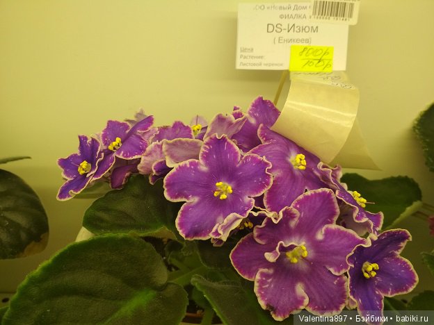 Даринка приглашает на выставку фиалок в Москве | Бэйбики Даринка приглашает на выставку фиалок в Москве