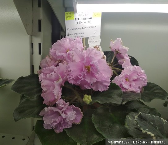 Даринка приглашает на выставку фиалок в Москве, часть вторая | Бэйбики Даринка приглашает на выставку фиалок в Москве, часть вторая