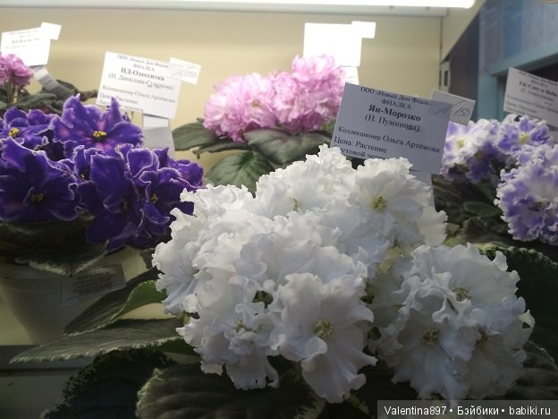 Даринка приглашает на выставку фиалок в Москве | Бэйбики Даринка приглашает на выставку фиалок в Москве