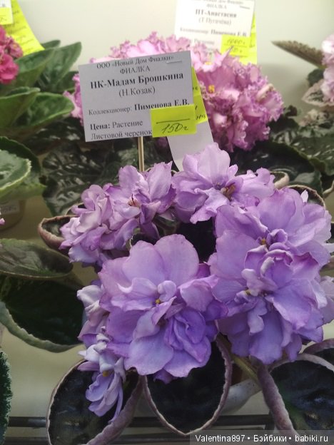 Даринка приглашает на выставку фиалок в Москве, часть вторая | Бэйбики Даринка приглашает на выставку фиалок в Москве, часть вторая