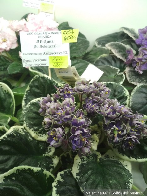 Даринка приглашает на выставку фиалок в Москве | Бэйбики Даринка приглашает на выставку фиалок в Москве