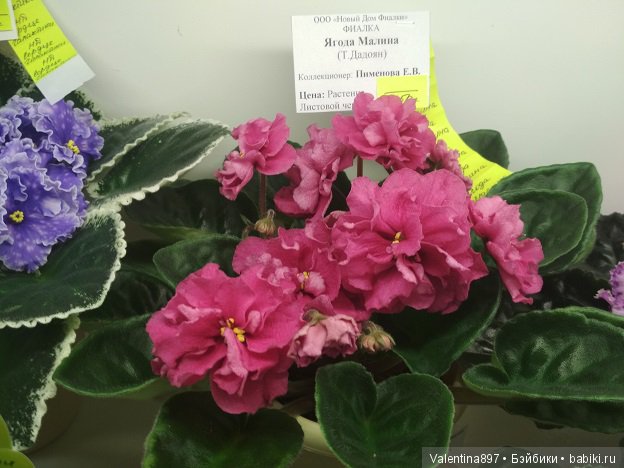 Даринка приглашает на выставку фиалок в Москве, часть вторая | Бэйбики Даринка приглашает на выставку фиалок в Москве, часть вторая