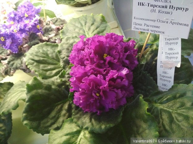 Фиалка тирский пурпур фото и описание