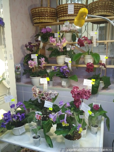 Даринка приглашает на выставку фиалок в Москве, часть вторая | Бэйбики Даринка приглашает на выставку фиалок в Москве, часть вторая
