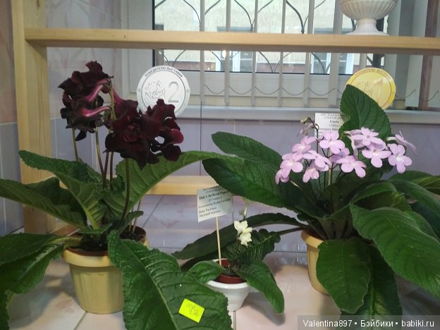 Даринка приглашает на выставку фиалок в Москве, часть вторая | Бэйбики Даринка приглашает на выставку фиалок в Москве, часть вторая (фото 9)