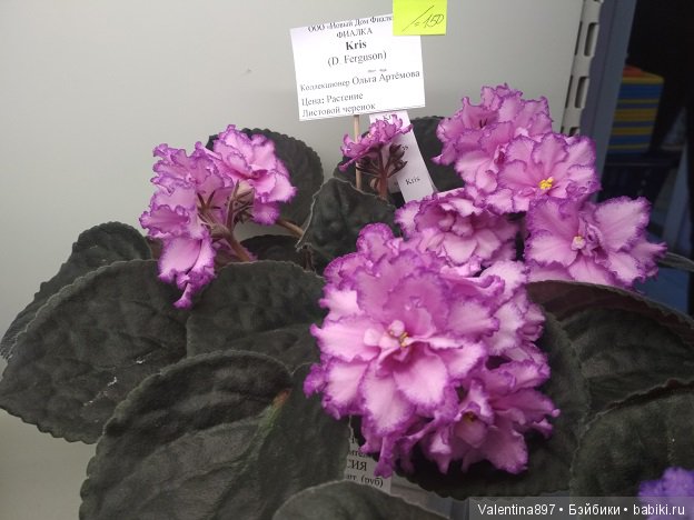 Даринка приглашает на выставку фиалок в Москве, часть вторая | Бэйбики Даринка приглашает на выставку фиалок в Москве, часть вторая (фото 2)