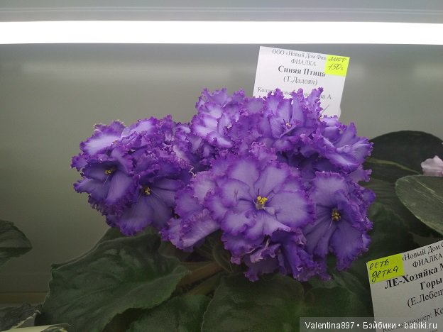 Даринка приглашает на выставку фиалок в Москве, часть вторая | Бэйбики Даринка приглашает на выставку фиалок в Москве, часть вторая