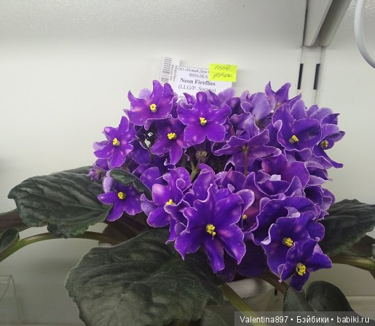 Даринка приглашает на выставку фиалок в Москве, часть вторая | Бэйбики Даринка приглашает на выставку фиалок в Москве, часть вторая