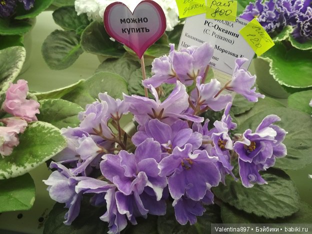 Даринка приглашает на выставку фиалок в Москве | Бэйбики Даринка приглашает на выставку фиалок в Москве