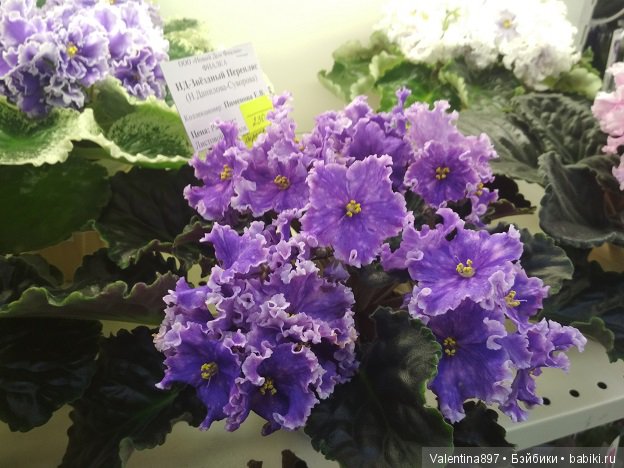 Даринка приглашает на выставку фиалок в Москве, часть вторая | Бэйбики Даринка приглашает на выставку фиалок в Москве, часть вторая