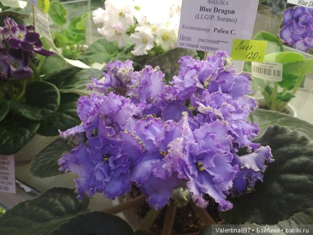 Даринка приглашает на выставку фиалок в Москве, часть вторая | Бэйбики Даринка приглашает на выставку фиалок в Москве, часть вторая