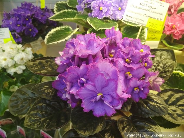 Даринка приглашает на выставку фиалок в Москве, часть вторая | Бэйбики Даринка приглашает на выставку фиалок в Москве, часть вторая