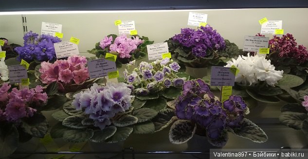 Даринка приглашает на выставку фиалок в Москве, часть вторая | Бэйбики Даринка приглашает на выставку фиалок в Москве, часть вторая (фото 4)