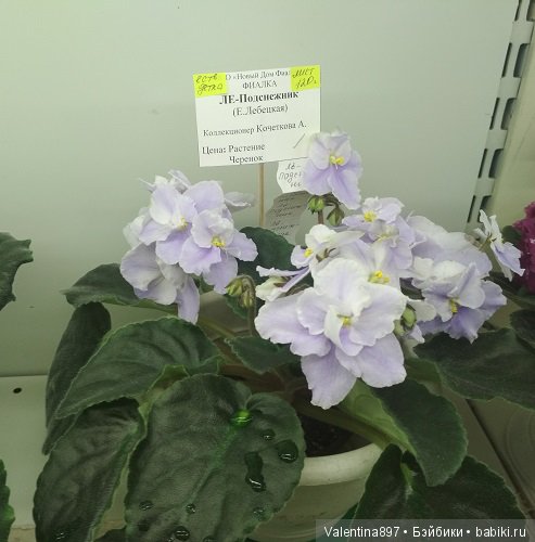 Даринка приглашает на выставку фиалок в Москве, часть вторая | Бэйбики Даринка приглашает на выставку фиалок в Москве, часть вторая