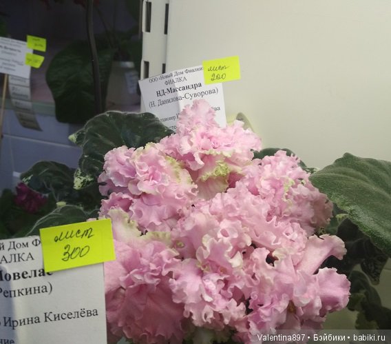 Даринка приглашает на выставку фиалок в Москве, часть вторая | Бэйбики Даринка приглашает на выставку фиалок в Москве, часть вторая