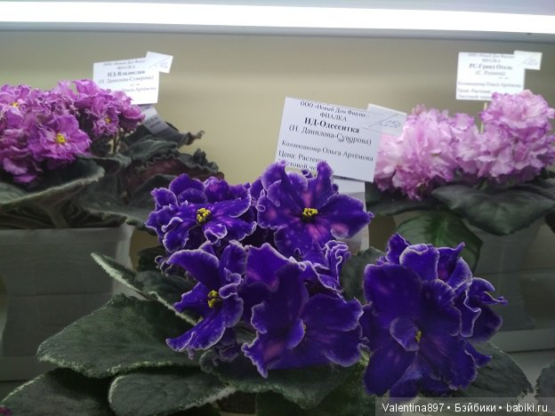Даринка приглашает на выставку фиалок в Москве | Бэйбики Даринка приглашает на выставку фиалок в Москве