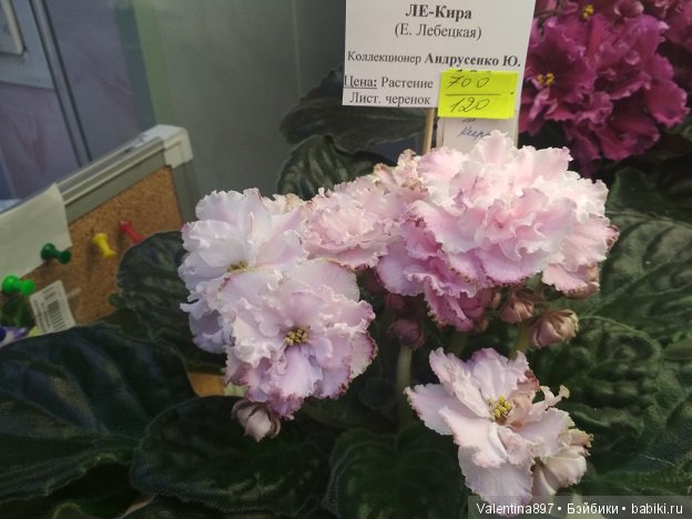 Даринка приглашает на выставку фиалок в Москве, часть вторая | Бэйбики Даринка приглашает на выставку фиалок в Москве, часть вторая