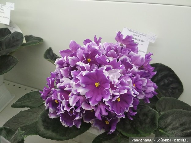 Даринка приглашает на выставку фиалок в Москве, часть вторая | Бэйбики Даринка приглашает на выставку фиалок в Москве, часть вторая (фото 3)
