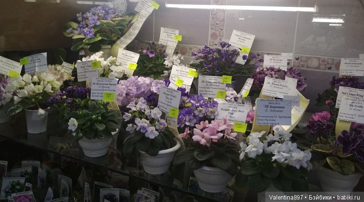 Даринка приглашает на выставку фиалок в Москве | Бэйбики Даринка приглашает на выставку фиалок в Москве (фото 2)