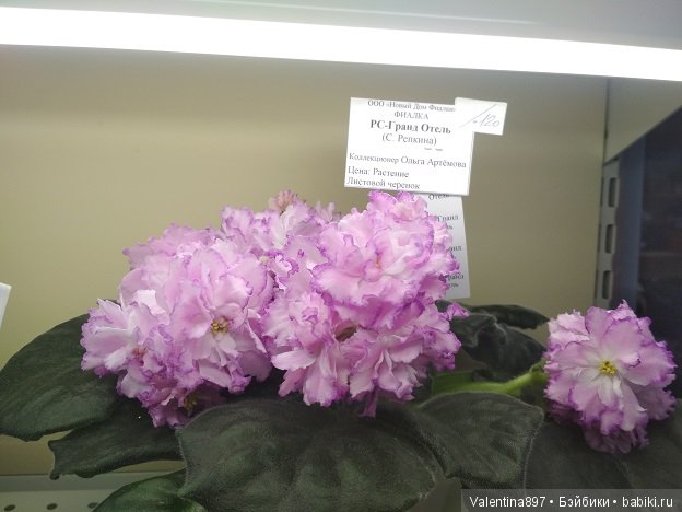 Даринка приглашает на выставку фиалок в Москве | Бэйбики Даринка приглашает на выставку фиалок в Москве