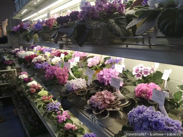 Даринка приглашает на выставку фиалок в Москве, часть вторая | Бэйбики Даринка приглашает на выставку фиалок в Москве, часть вторая (фото 8)