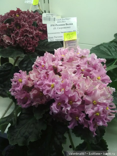 Даринка приглашает на выставку фиалок в Москве | Бэйбики Даринка приглашает на выставку фиалок в Москве