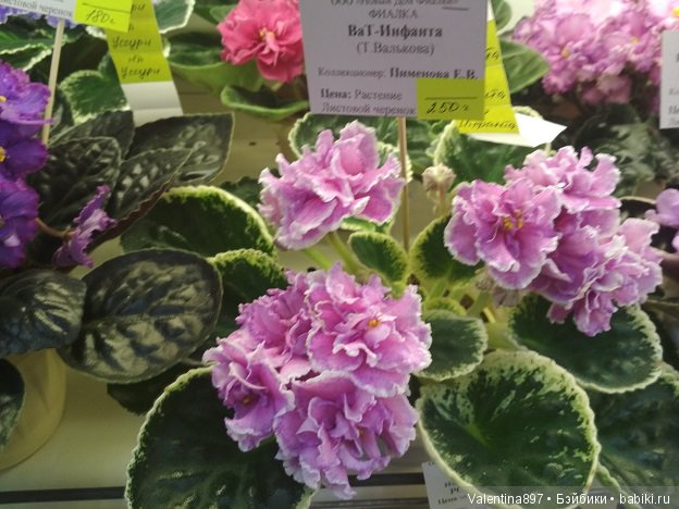 Даринка приглашает на выставку фиалок в Москве, часть вторая | Бэйбики Даринка приглашает на выставку фиалок в Москве, часть вторая