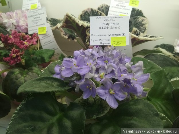 Даринка приглашает на выставку фиалок в Москве, часть вторая | Бэйбики Даринка приглашает на выставку фиалок в Москве, часть вторая