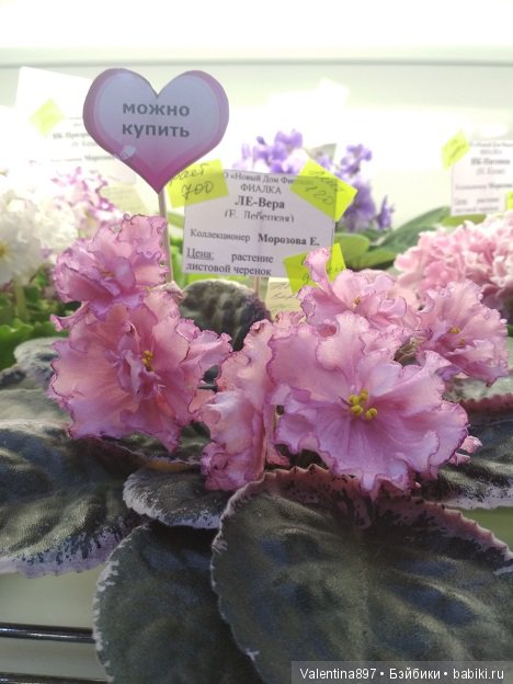 Даринка приглашает на выставку фиалок в Москве | Бэйбики Даринка приглашает на выставку фиалок в Москве