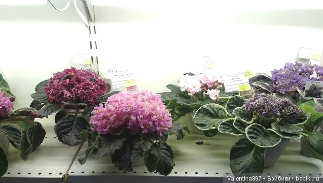 Даринка приглашает на выставку фиалок в Москве | Бэйбики Даринка приглашает на выставку фиалок в Москве