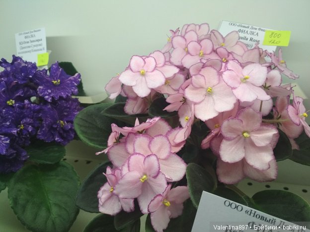 Даринка приглашает на выставку фиалок в Москве, часть вторая | Бэйбики Даринка приглашает на выставку фиалок в Москве, часть вторая