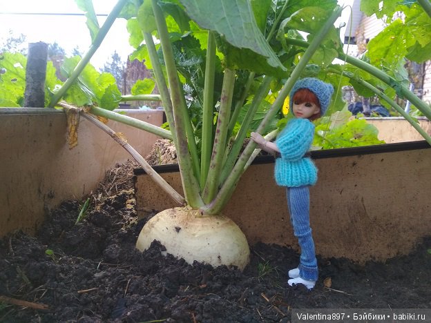 Дачные зарисовки 2019 Радушка