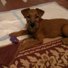 Уезжает к новой маме...