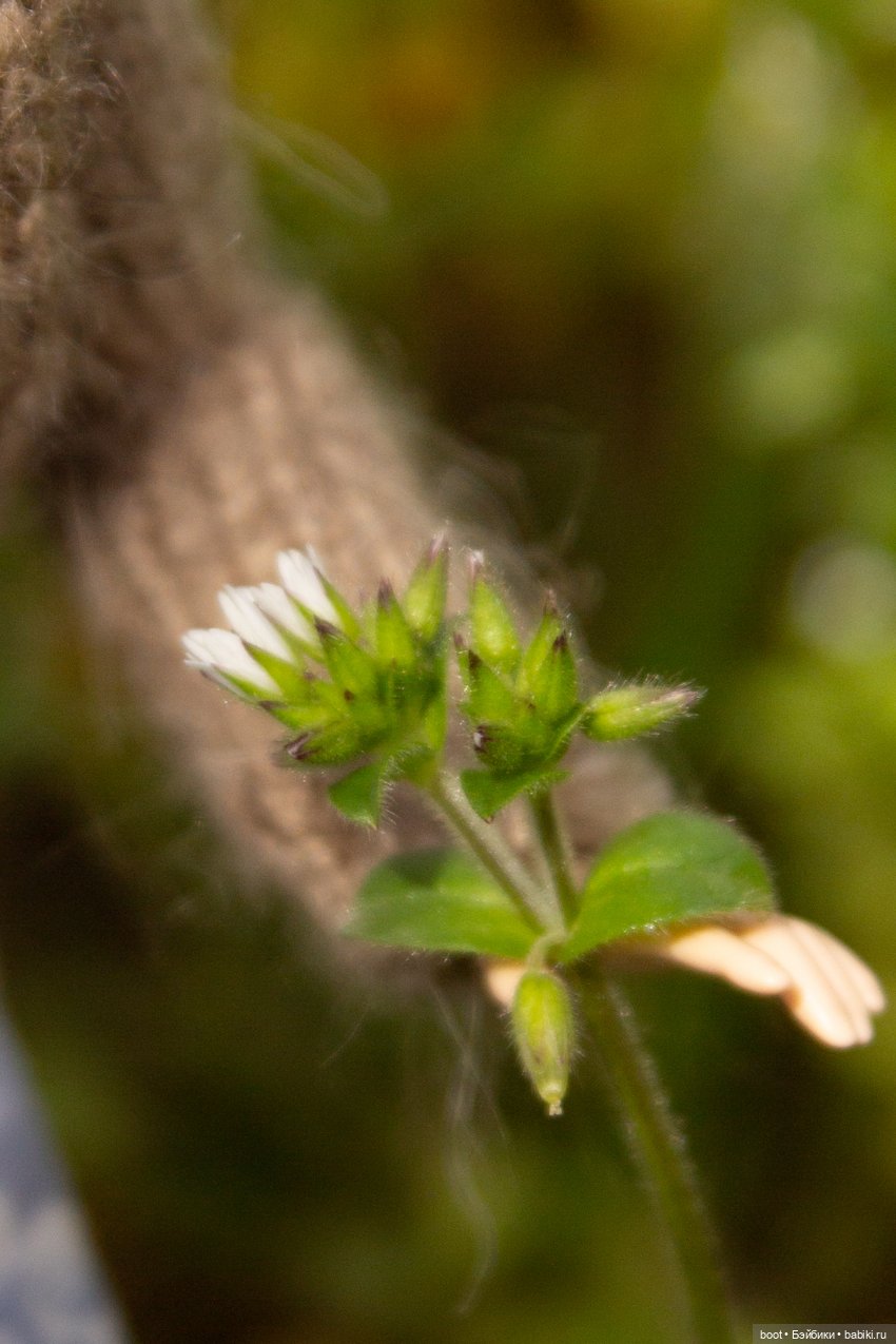 Зиночка — Болталка и разговоры обо всем: жизнь (фото 6)