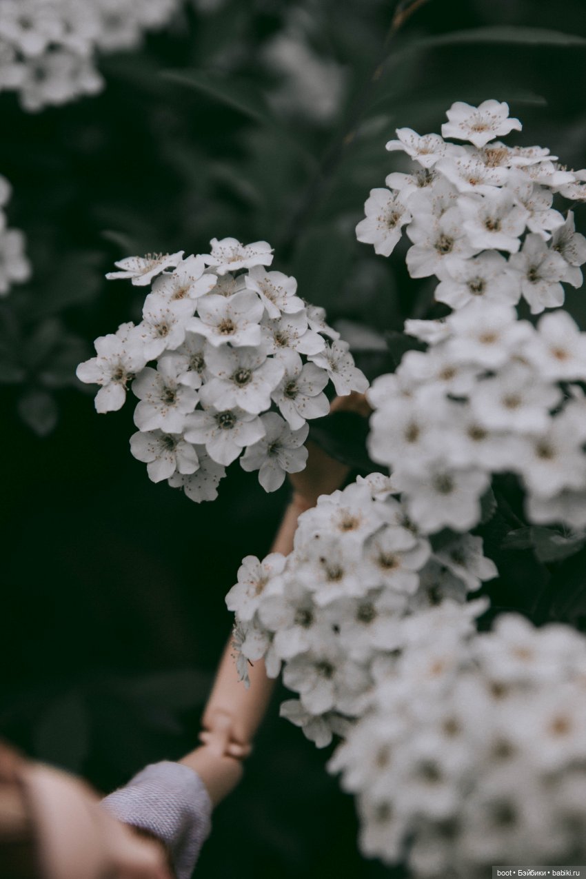 Лиса | Бэйбики Болталка и разговоры обо всем: жизнь (фото 2)