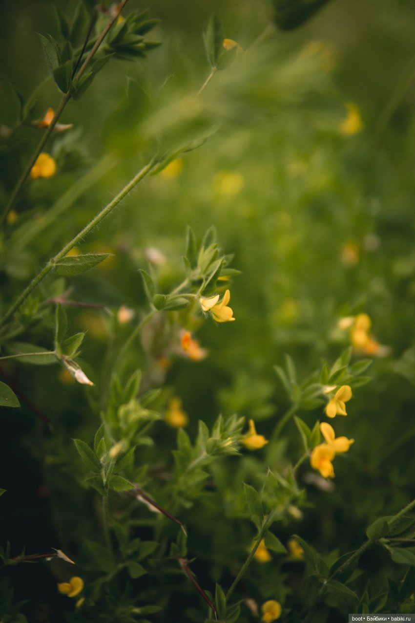 В плену лета | Бэйбики В плену лета — Болталка и разговоры обо всем: жизнь