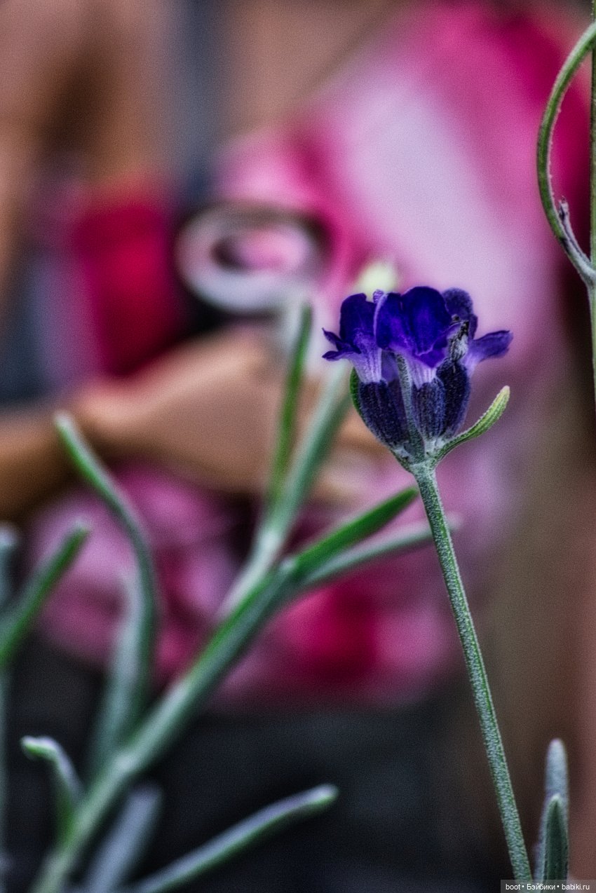 Кепка, лупа и лаванда — Болталка и разговоры обо всем: жизнь (фото 8)