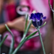 Кепка, лупа и лаванда