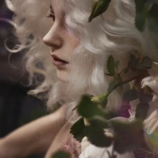 Белый шиповник, дикий шиповник краше садовых роз