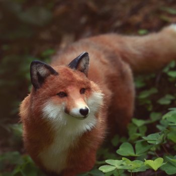 Обретение лисы