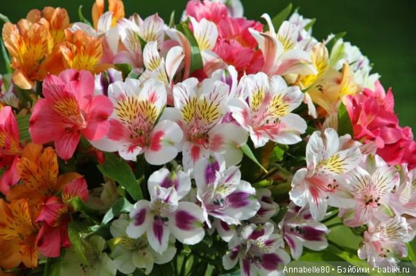 Мисс Бейбики 2018. Презентация Аннабель (фото 7)