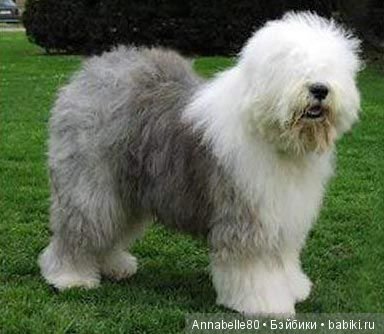 Мисс Бейбики 2018. Презентация Аннабель