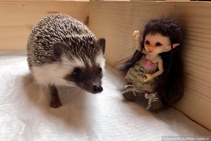 Жили-были ежики или первый подвиг принцессы Каэлианны | Бэйбики Жили-были ежики или первый подвиг принцессы Каэлианны (фото 5)