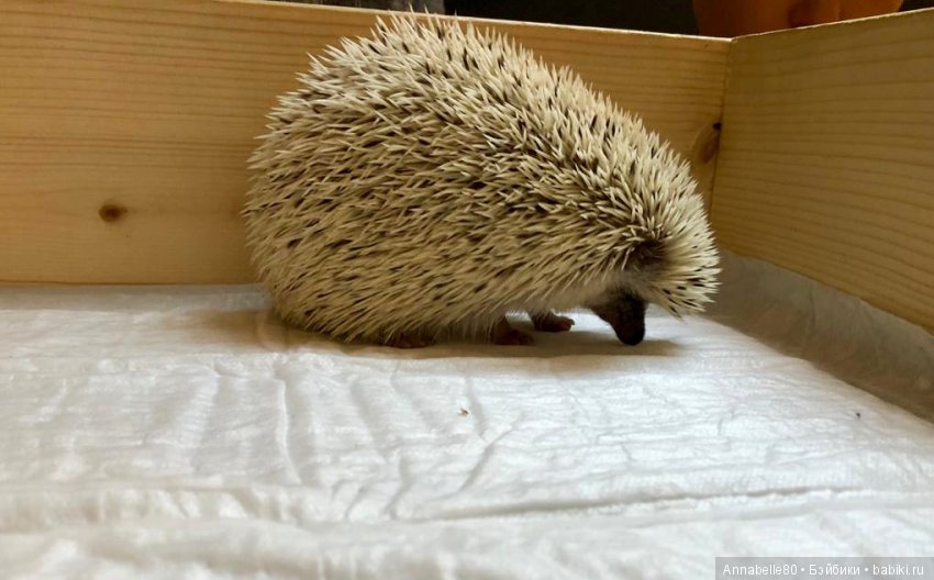 Жили-были ежики или первый подвиг принцессы Каэлианны | Бэйбики Жили-были ежики или первый подвиг принцессы Каэлианны (фото 9)