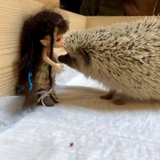 Жили-были ежики или первый подвиг принцессы Каэлианны